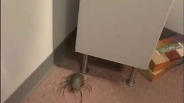 Misty Mundae - Bite Me