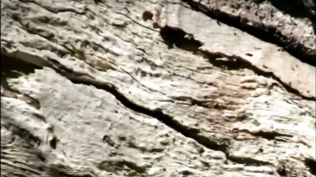 Living in the Australian Bush as a Naturist